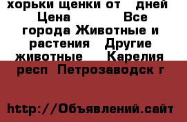 хорьки щенки от 35дней › Цена ­ 4 000 - Все города Животные и растения » Другие животные   . Карелия респ.,Петрозаводск г.